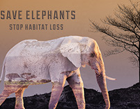 Save the Elephants