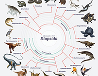 Diapsida: the Cladograms