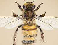 Disappearing Bees illustration