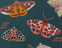 Moth Illustrations