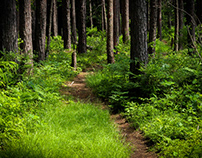 Through the Woods - Adobe Accelerate #2