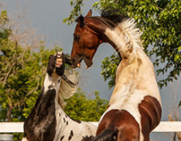 Pinto Stallions Play Fighting