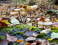 Porcelain fungi. Aren't they magic mushrooms?