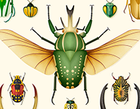 Coleoptera · Beetle illustrations