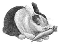 Rabbit vintage scratchboard illustration