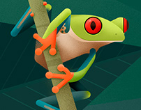 Hylidae · Tree frog illustrations