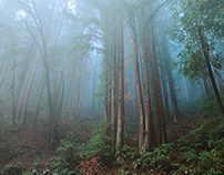 The Blue Fog Forests of Santa Cruz