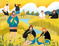 民族植物食農文化展 | 小米歲曆插畫 illustration