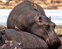 Happy Hippo Pile
