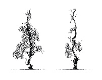 Generative Trees