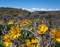 Spring Wildflowers Colorado 2022
