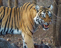 Indian Wildlife - Ranthambhore National Park,