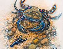 Velvet swimming crab