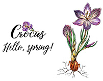Bright vector spring flower-Crocus