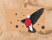 Parrot birds for vector illustration