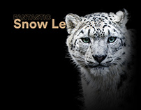 WWF & Tencent Snow Leopard Miniapp
