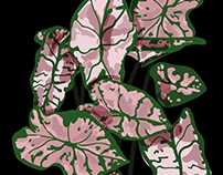 Botanical illustrations for website