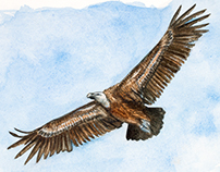 Griffon Vulture for Club 300 Sweden