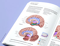 Neuroanatomy Illustration