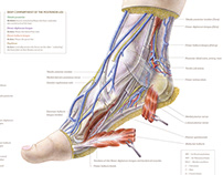 Anatomy of the foot (Watercolor of dissected foot)