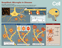 Microglia in Disease