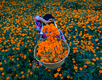 Marigold Fields and Daily Life in Nepal