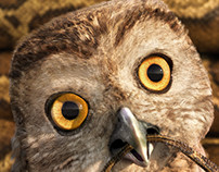 Owl - Baudducco