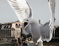 From Rome, With Birds ...