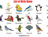 Birds Name: List of Birds Name in Englis