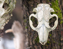 The pagan totem made of animal skulls