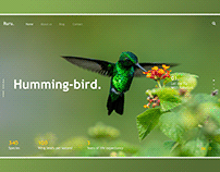 Humming-Bird