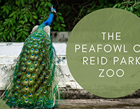 The Peafowl of Reid Park Zoo