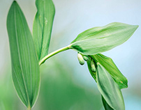 Solomon's seal - in the early stage