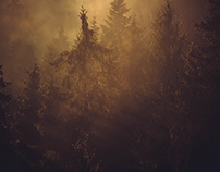 Fog over the forest