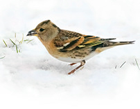 Garden birds in the snow