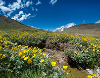 Wild Flowers of Spiti Valley