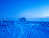 Palatinate Winter Morning