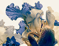 Irises | Tónum