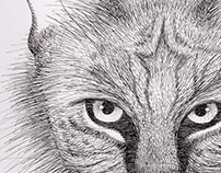 Animal Illustration - Bobcat