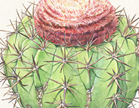Cacti in Watercolor