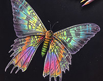 Colorful Moth & Jellyfish Studies