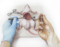 Rat Microsurgery