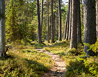 Swedish Forest