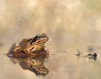 Amphibien & Reptilien