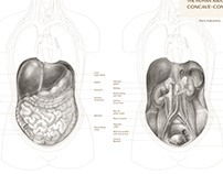 The human abdomen concave-convex