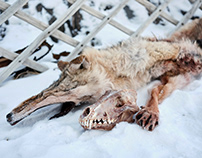 Wolf Hunter, Altai (Russia)
