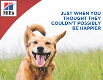 Happy Hills: A campaign to launch a new dogfood flavour