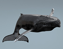 Whale 3D animations