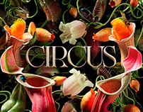 Circus Brand Video & Imagery Assets.