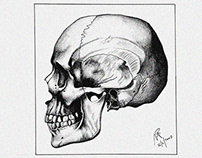 Freehand Drawings_Anatomy_2004-2009